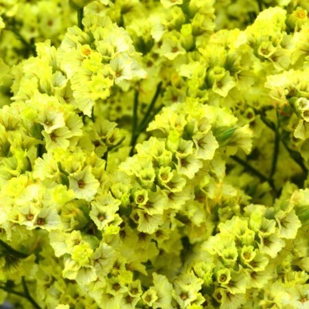 Statice Yellow