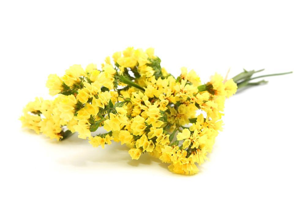 Statice Yellow