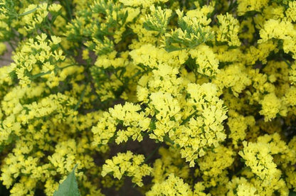 Statice Yellow