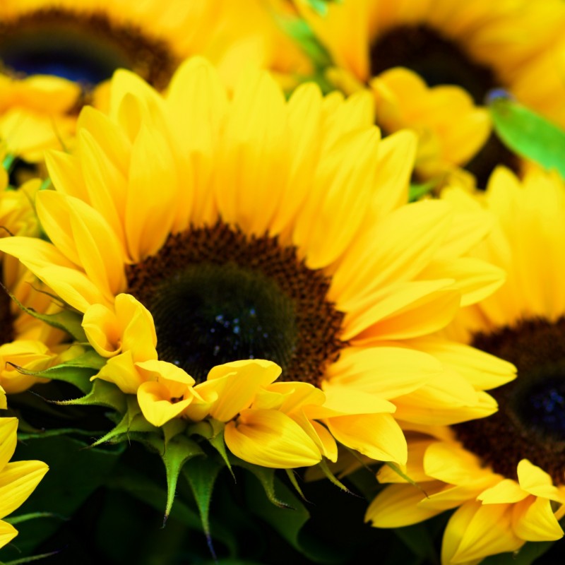 Sunflower Marigold