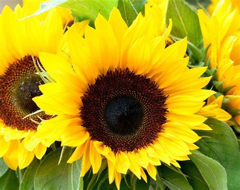 Sunflower Marigold