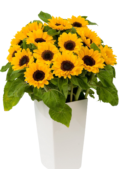 Sunflower Vicent Choice