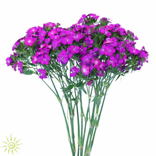 Sweet William Purple