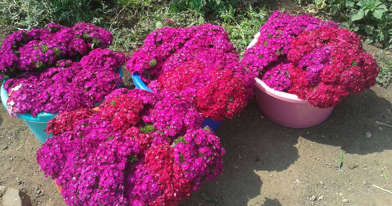 Sweet William Pink
