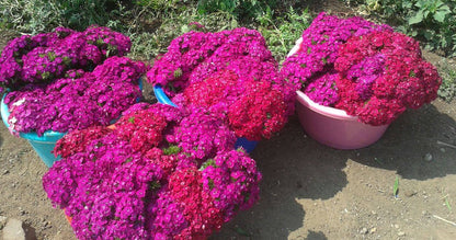 Sweet William Pink