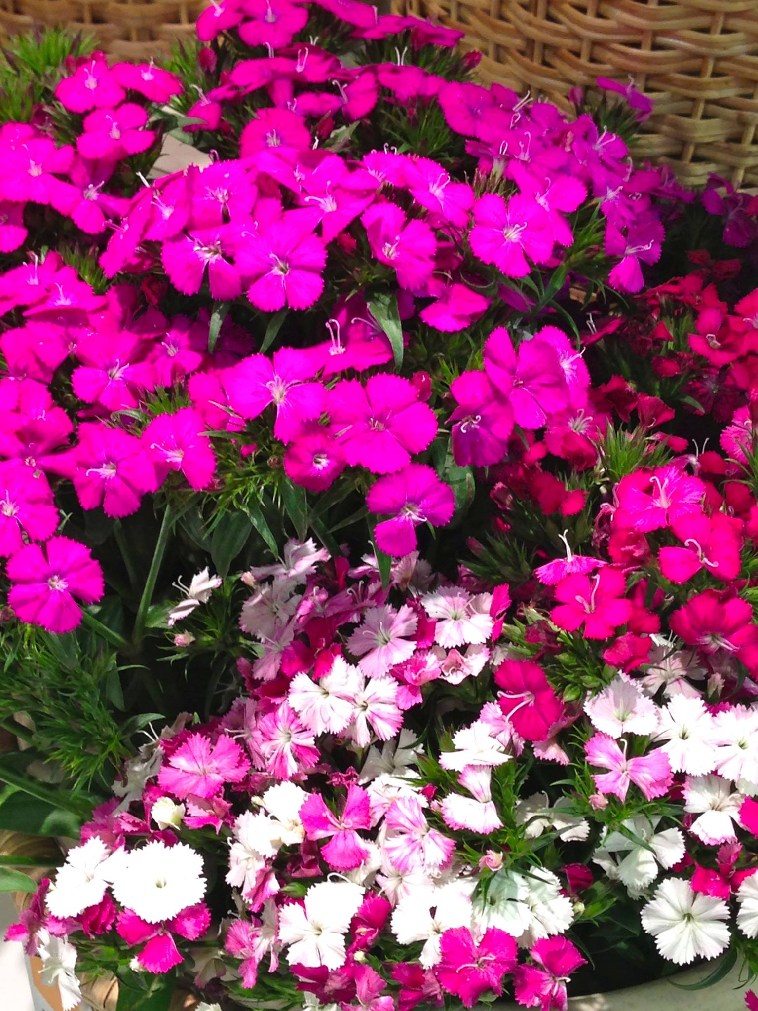 Sweet William Pink