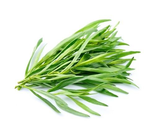 Tarragon Fresh