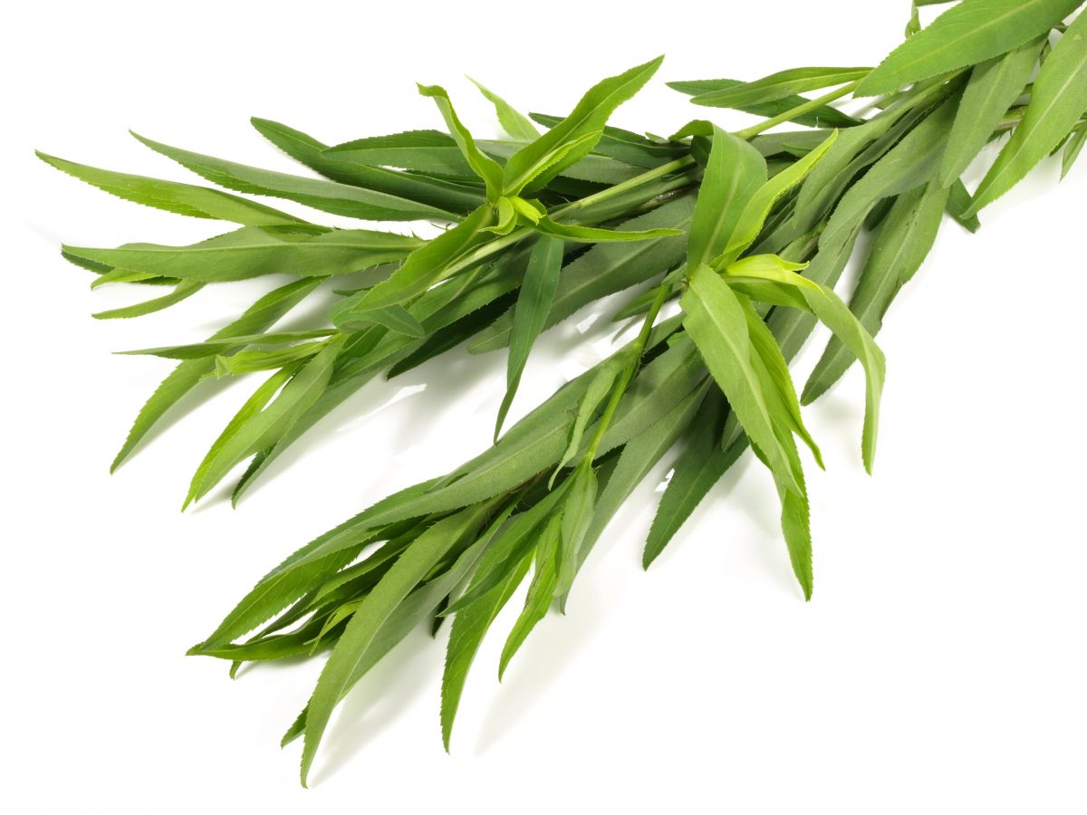 Tarragon Fresh
