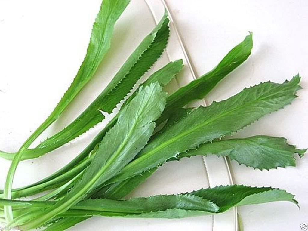 Thai Long Coriander