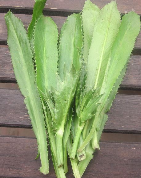 Thai Long Coriander