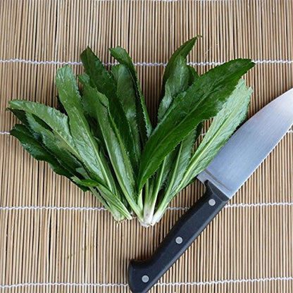 Thai Long Coriander
