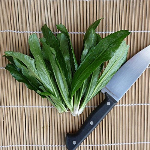 Thai Long Coriander