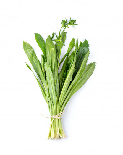 Thai Long Coriander