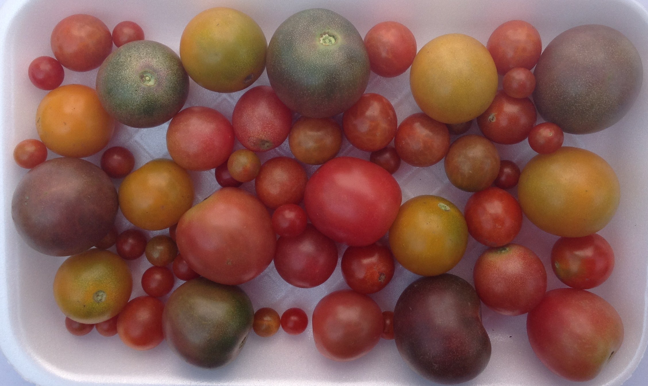 Tomatoes Cherry - Mix