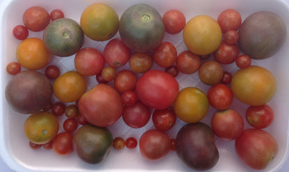 Tomatoes Cherry - Mix