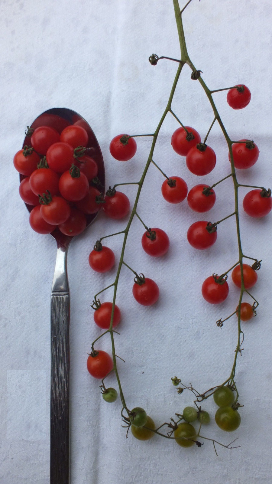 Spoon Tomato