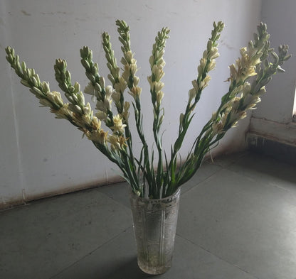 Tuberose