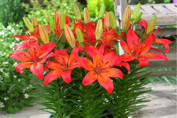 Asiatic Lily Orange