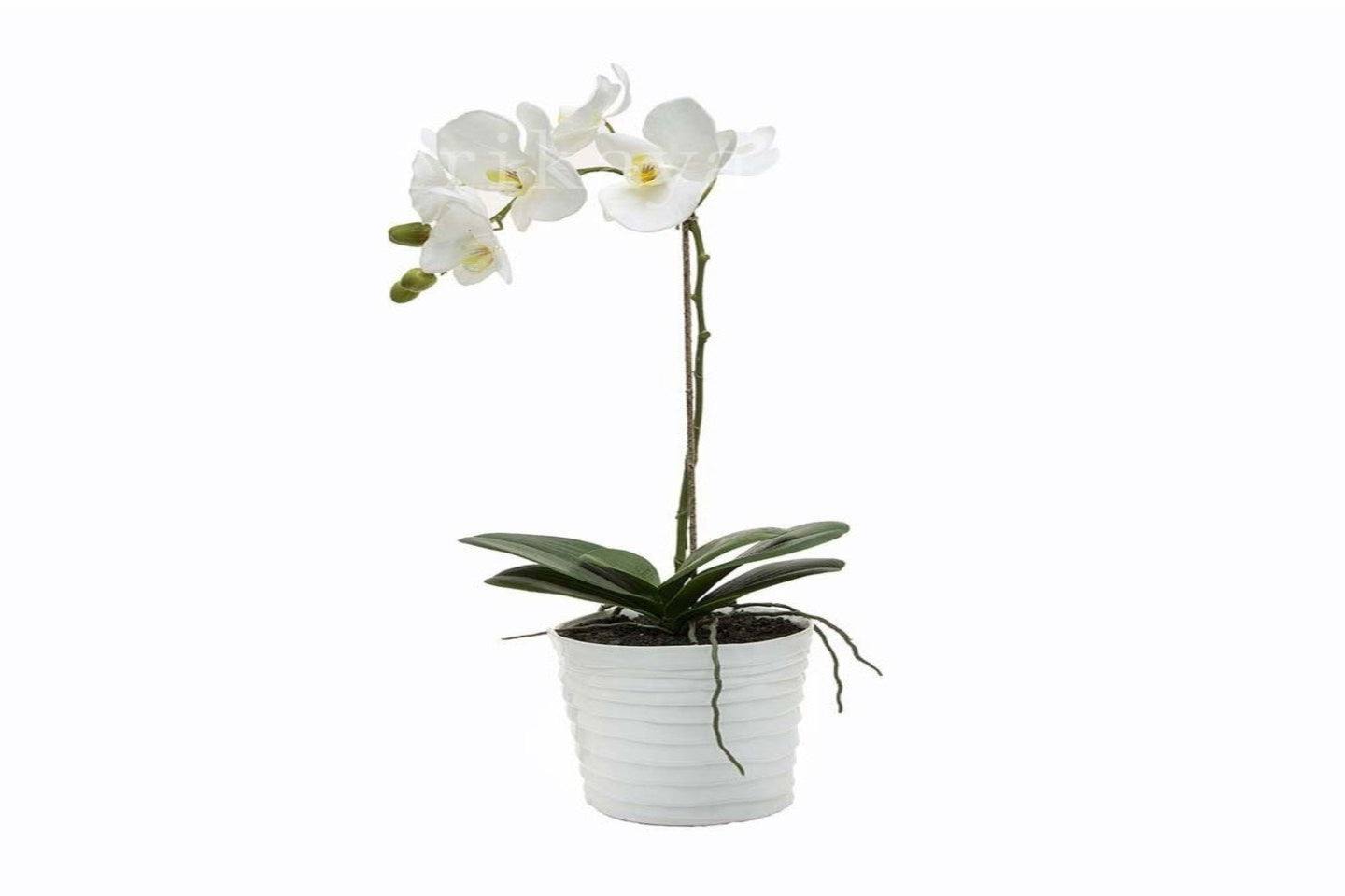 Phalaenopsis Orchid White Plant