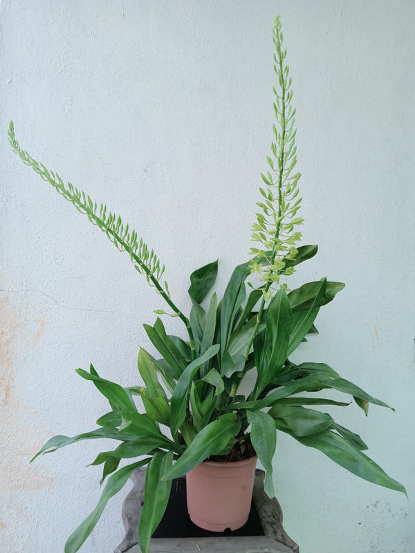 Gramatophyllum Mini Live Plant