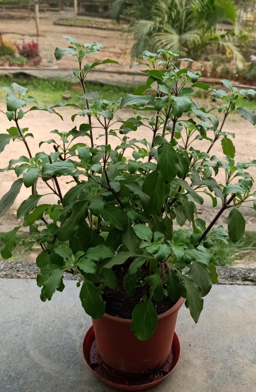Tulsi Live Plant