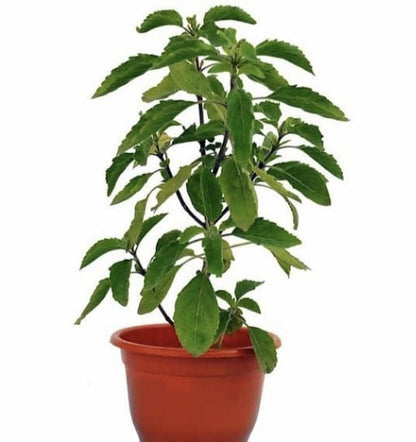 Tulsi Live Plant