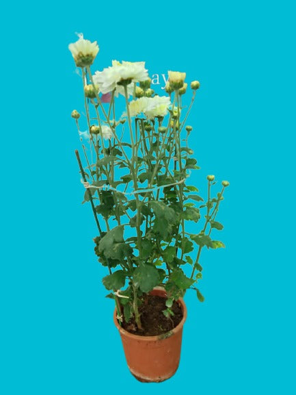 Chrysanthemum White spray live plant