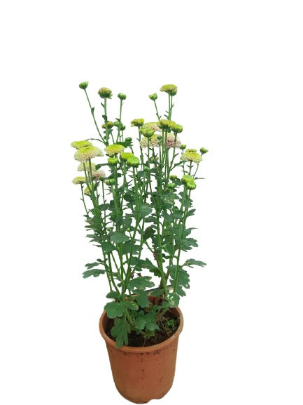 Chrysanthemum Pink button live plant