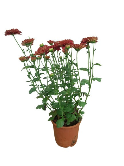 Chrysanthemum Purple spray live plant
