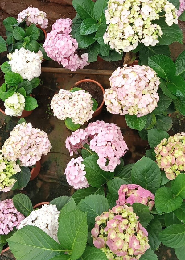 Hydrangea Pink Living Plant