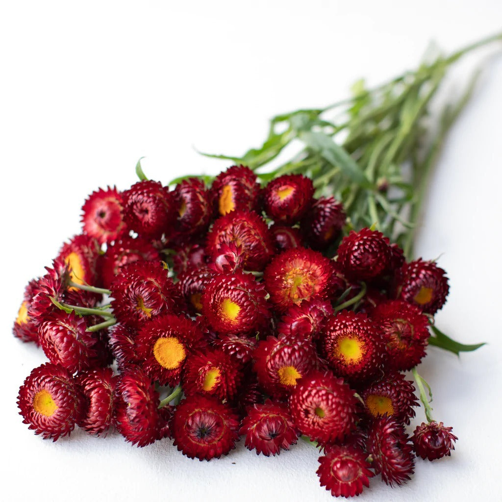 Helichrysum Brown