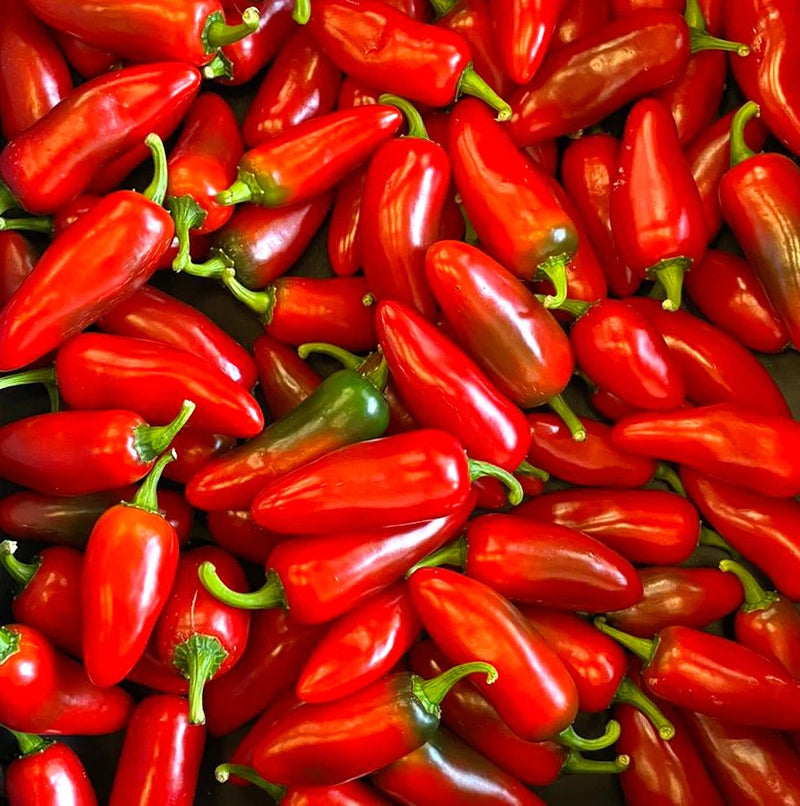Jalapeno Red Chilly