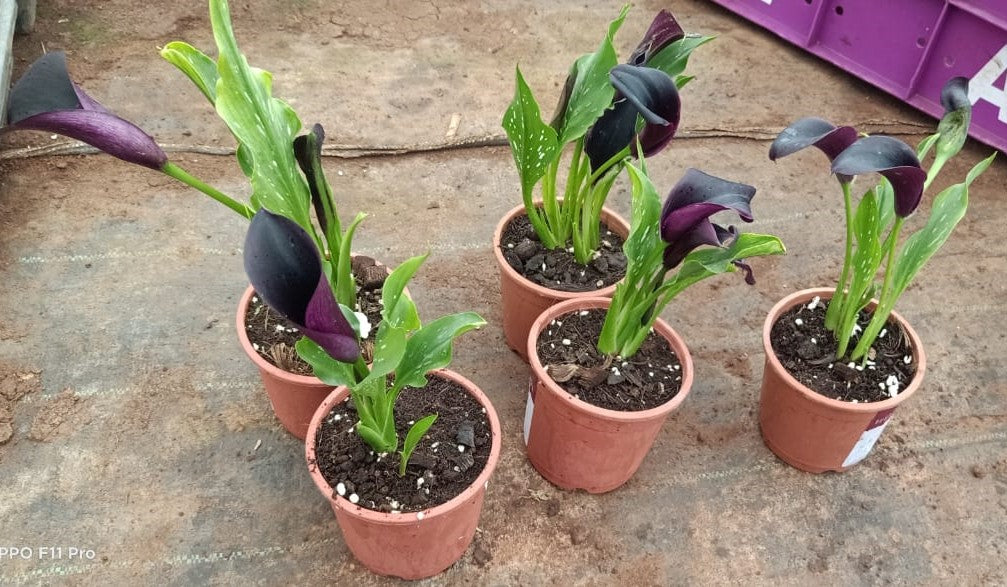 Calla Lily - Brown Live Potted Plant