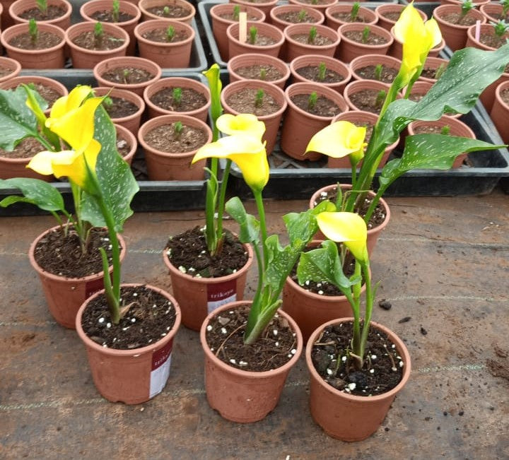 Calla Lily - Yellow Live Potted Plant