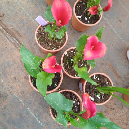 Calla Lily - Red Live Potted Plant