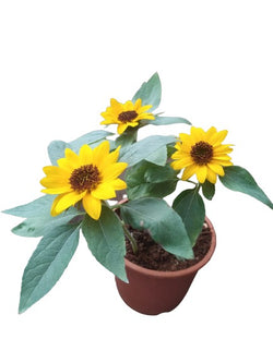 Sunflower Mini Beauty Live plant