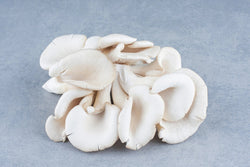 Mushrooms ,Oysters White