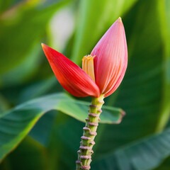 Musa Flower
