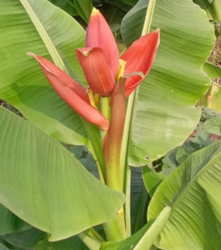 Musa Flower