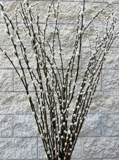 Pussy Willow