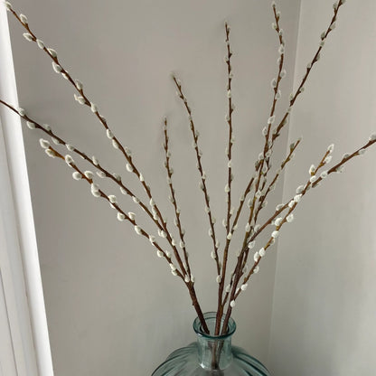 Pussy Willow