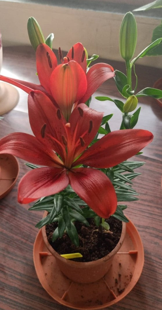 Asiatic Lily Red Live Plant