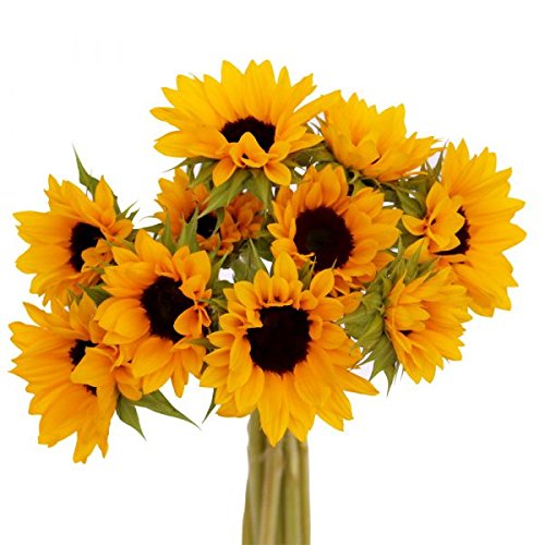 Sunflower Mini