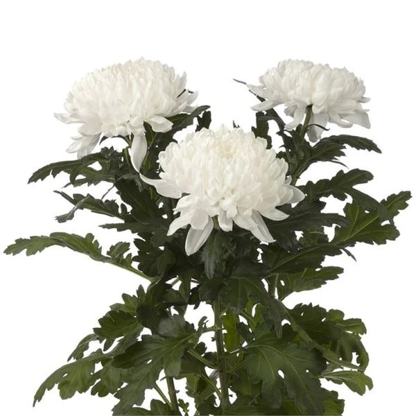 Chrysanthemum Nilgiri White