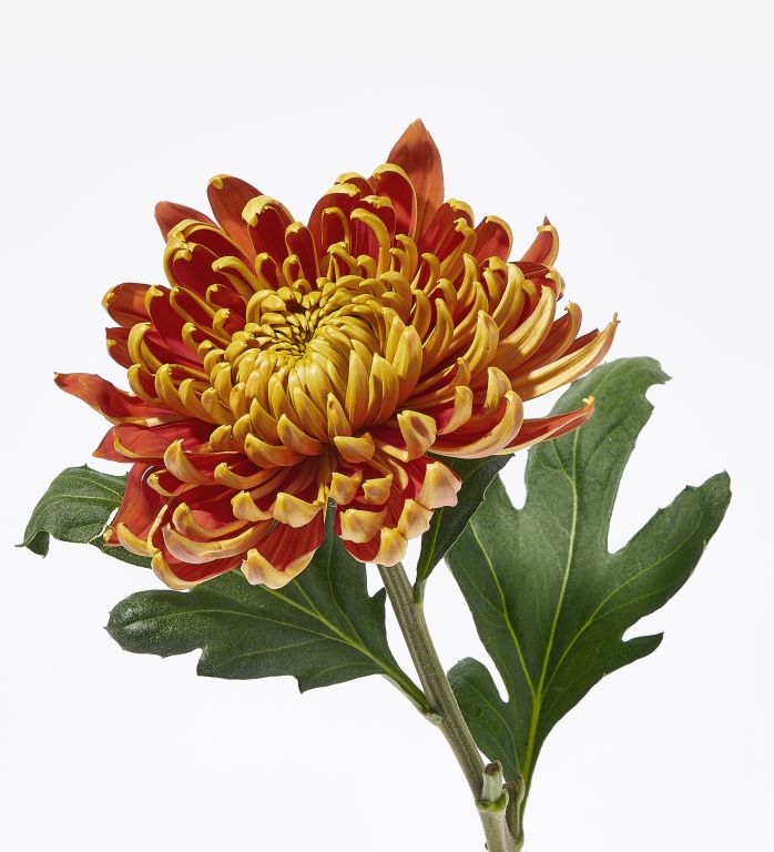 Chrysanthemum Orange Flame