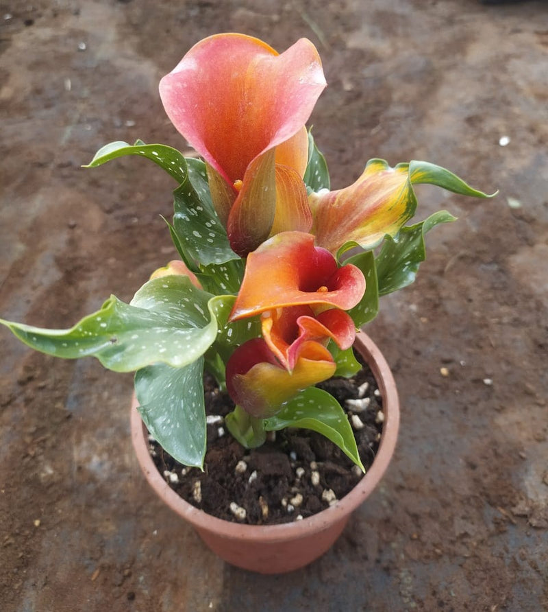 Calla Lily - Orange Live Potted Plant