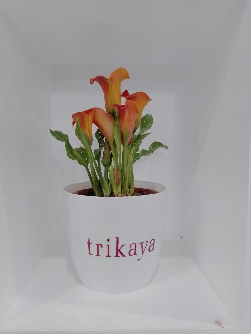 Calla Lily - Orange Live Potted Plant