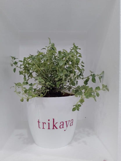 Oregano Live Plant