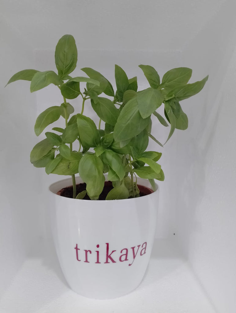 Basil Live Plant Trikaya Online Store