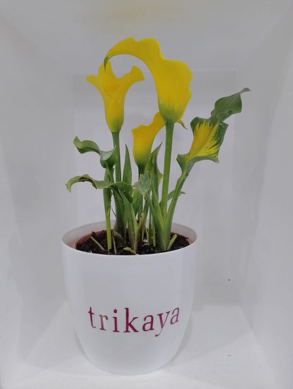Calla Lily - Yellow Live Potted Plant